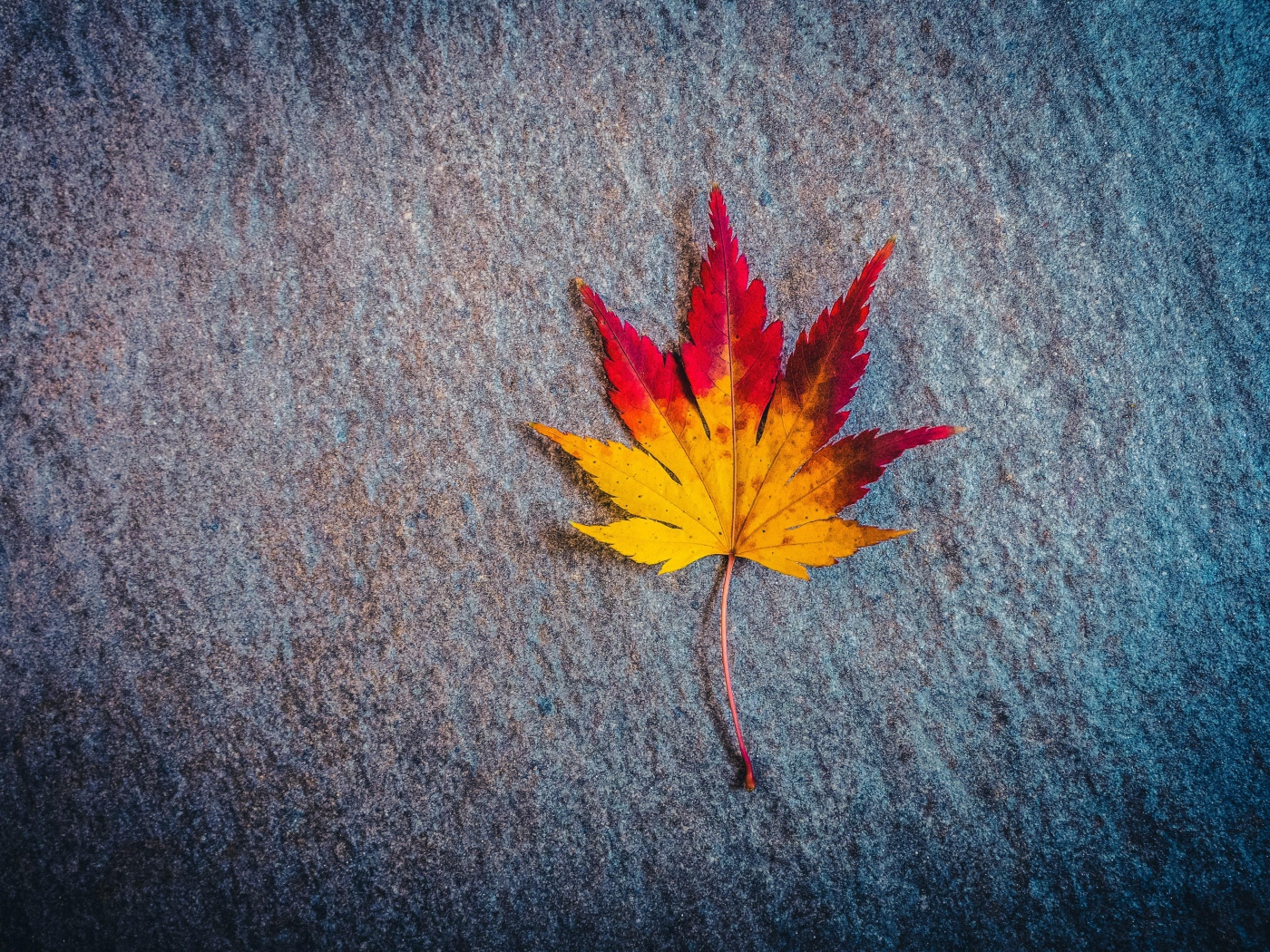 Яркий опавший лист на камне осенью 