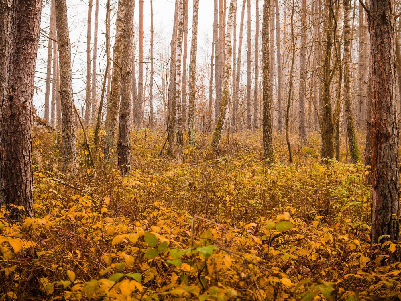Холодный осенний пожелтевший лес