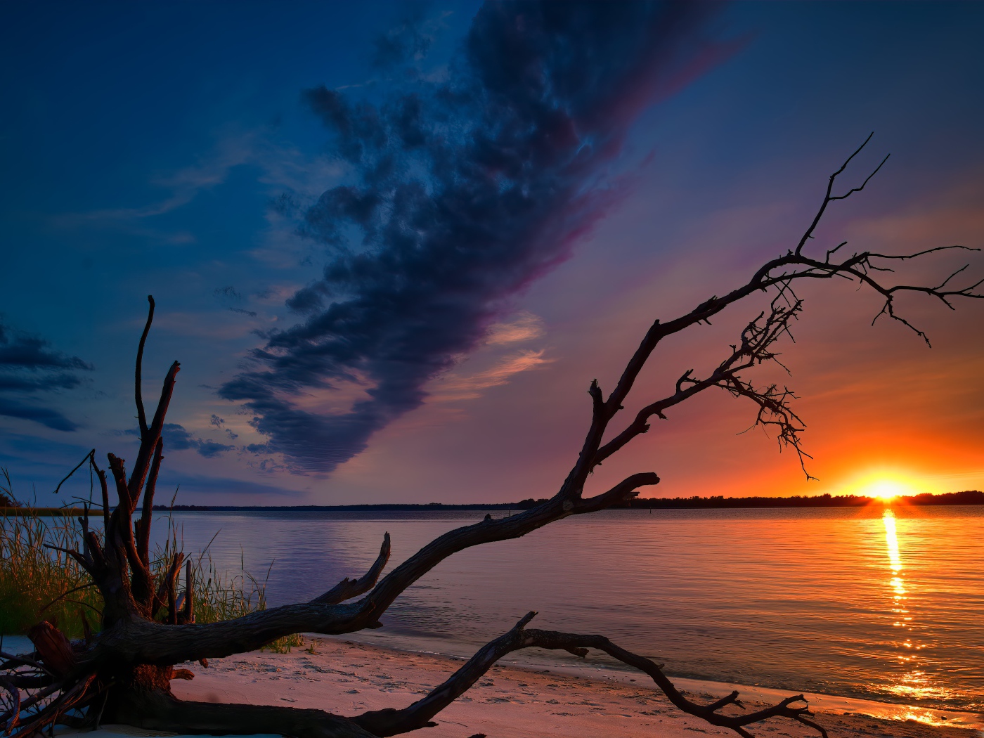 Сухое дерево на берегу озера на закате