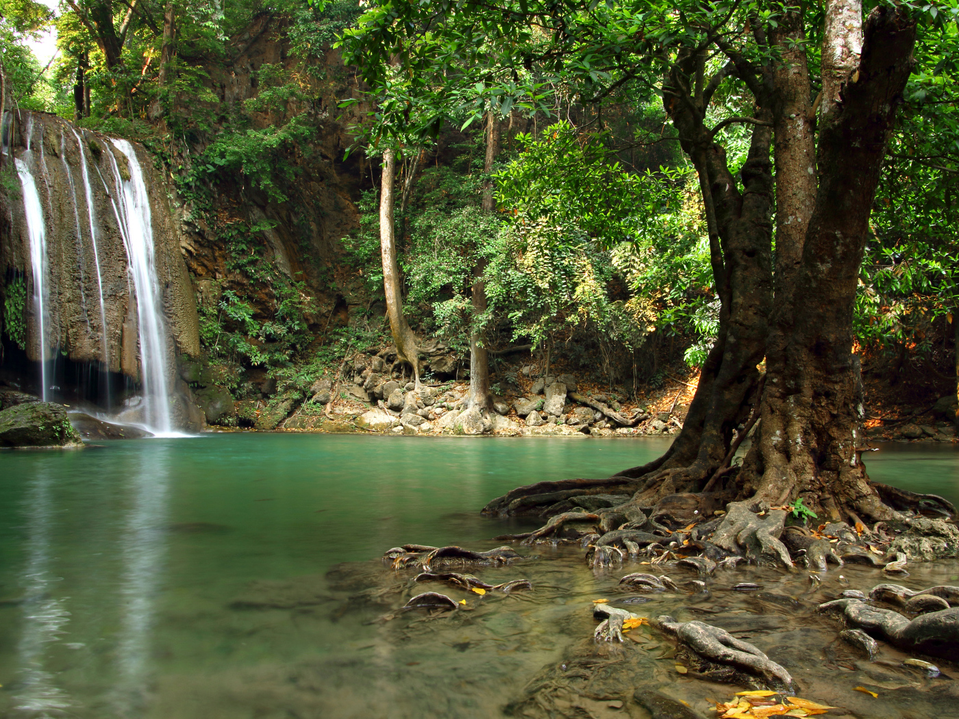 Большое дерево в воде на фоне лесного водопада