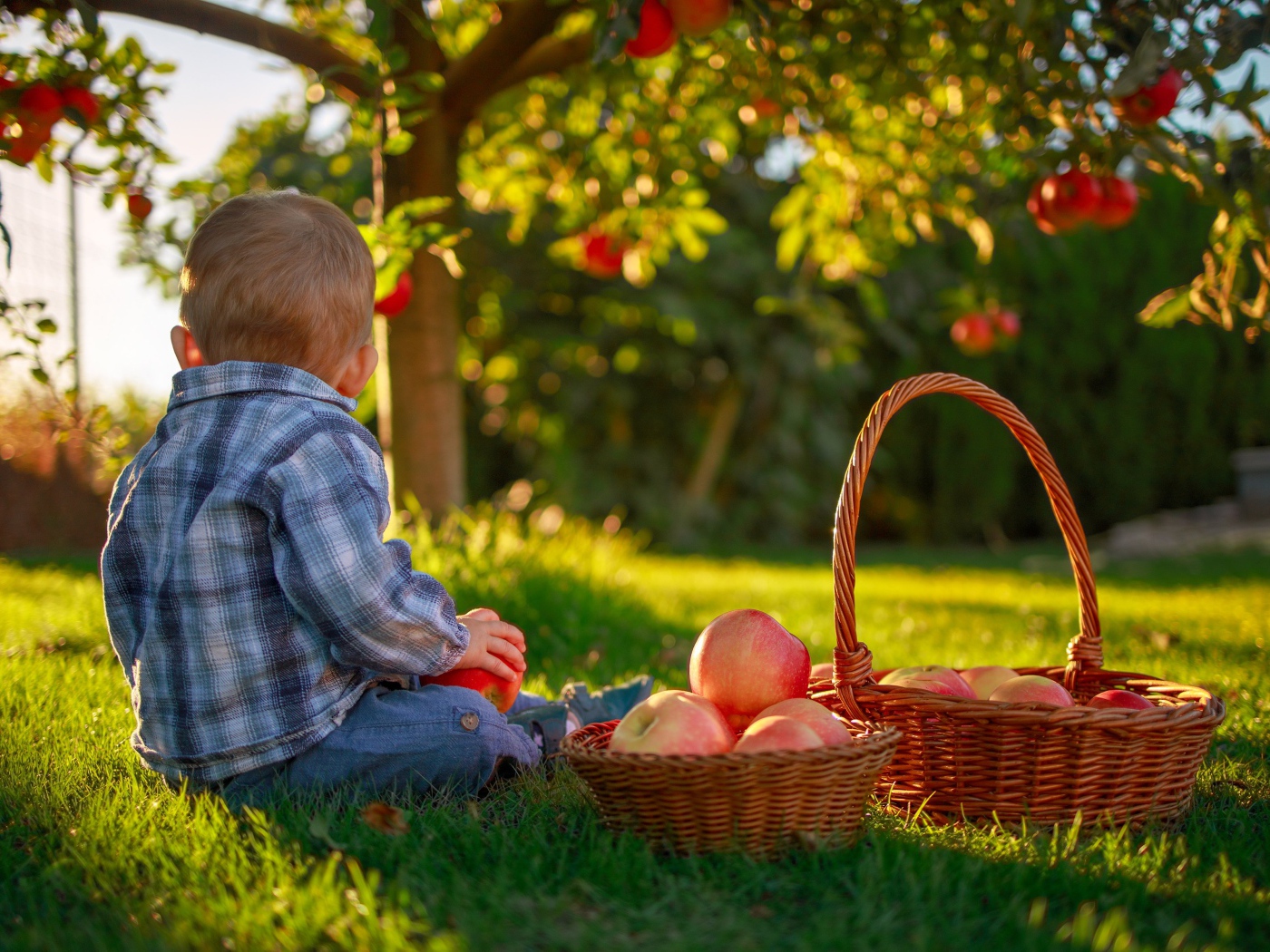 Маленький мальчик с корзиной яблок сидит на зеленой траве