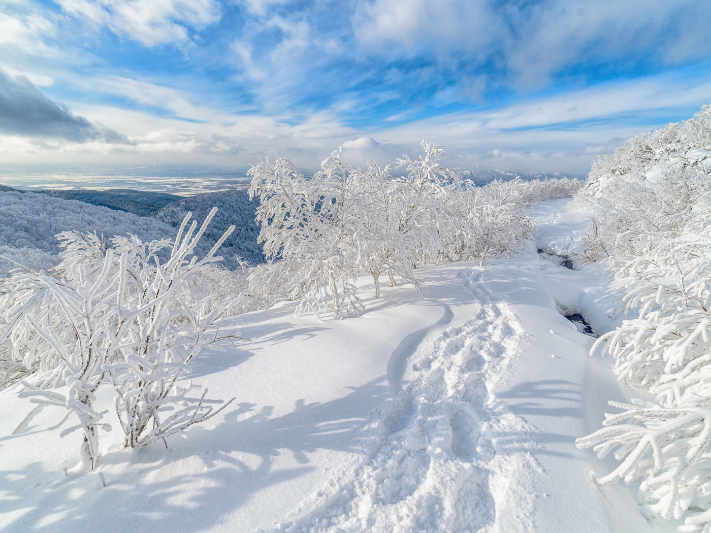 Следы на белом снегу у покрытых инеем деревьев 