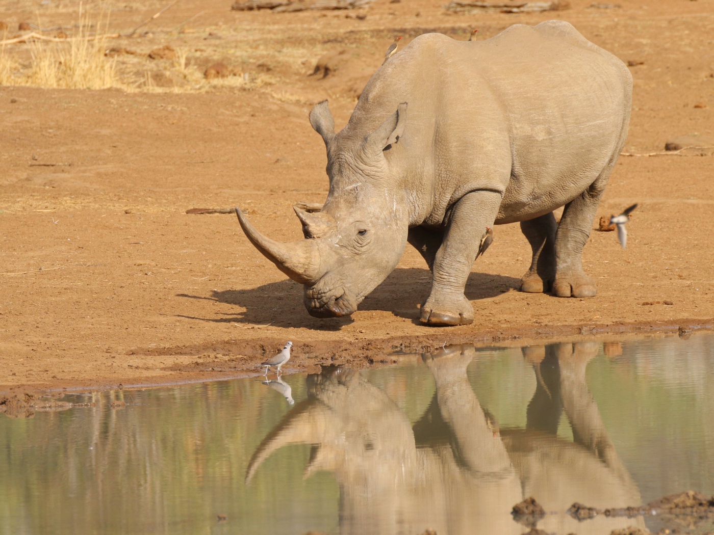 Большой носорог отражается в воде