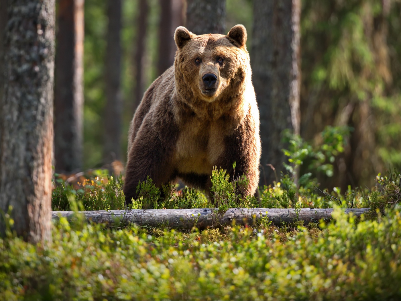 Большой бурый медведь в лесу на траве