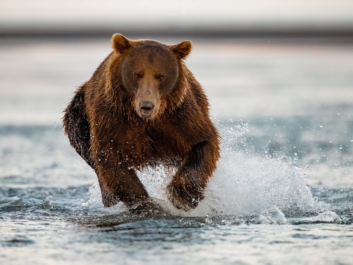 Большой бурый медведь бежит по воде