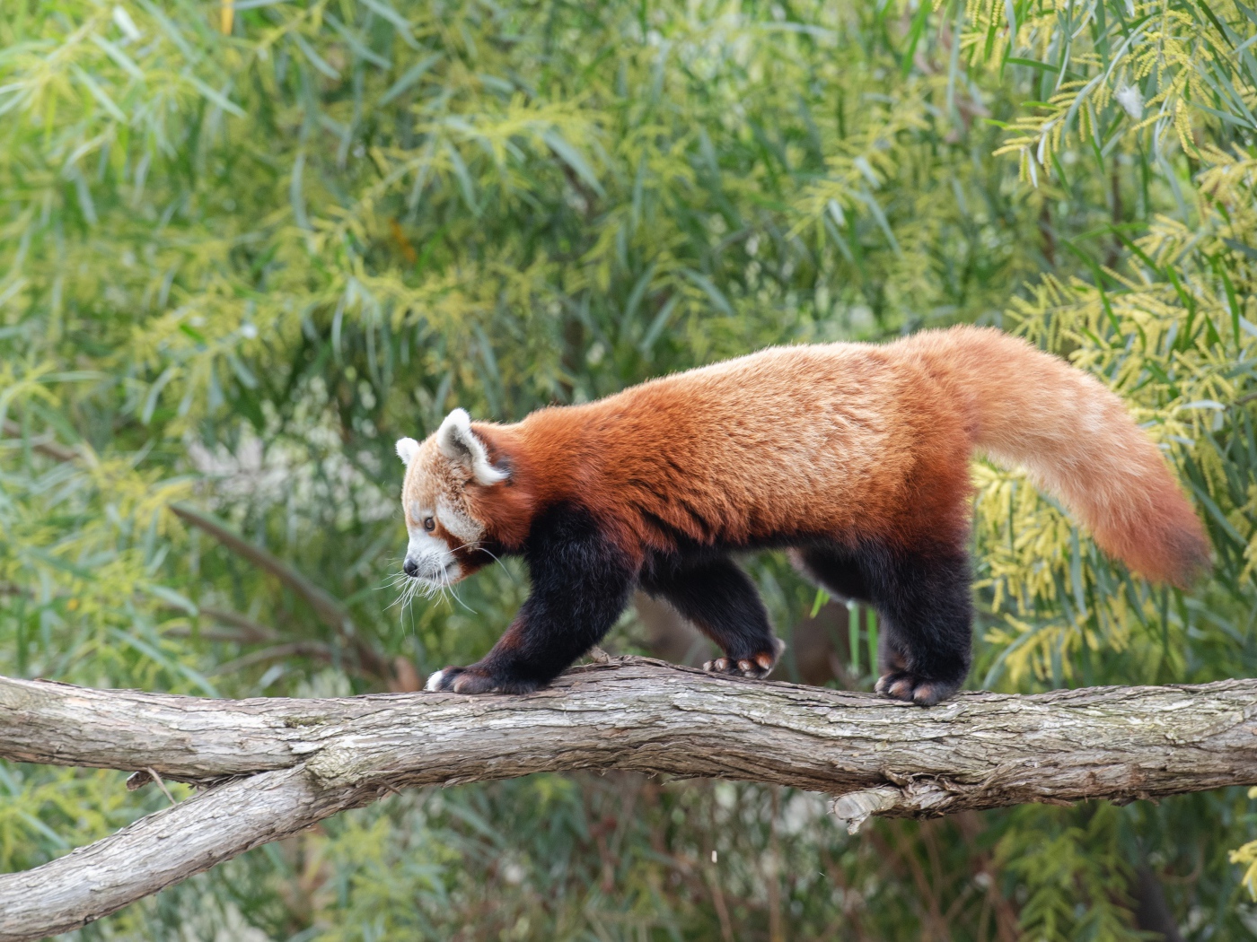 Красная панда гуляет по дереву 