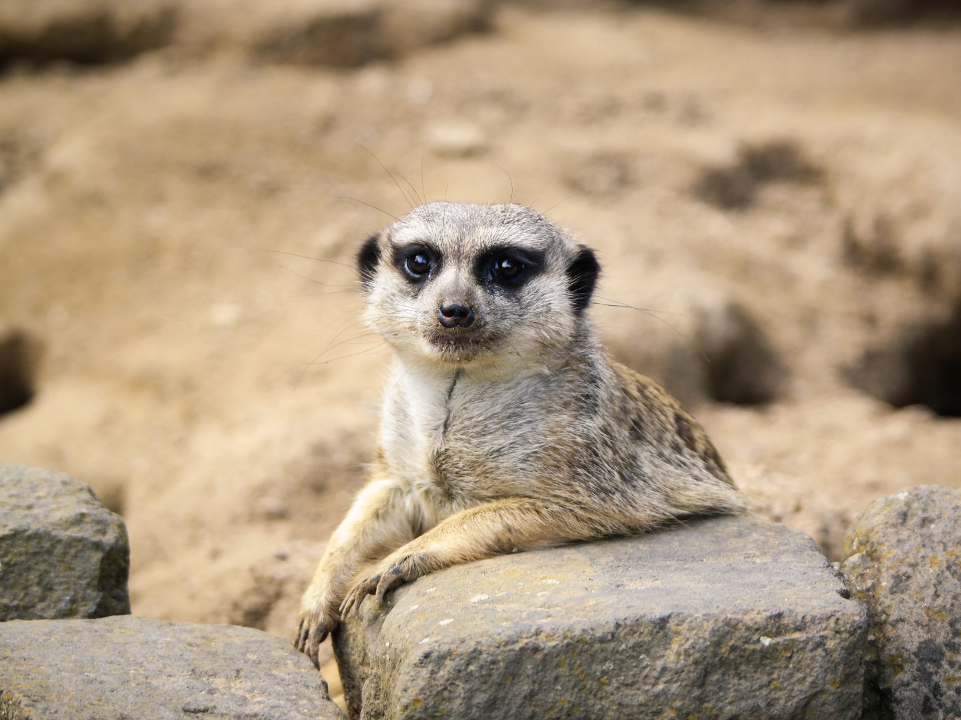 Забавный сурикат лежит на камне 