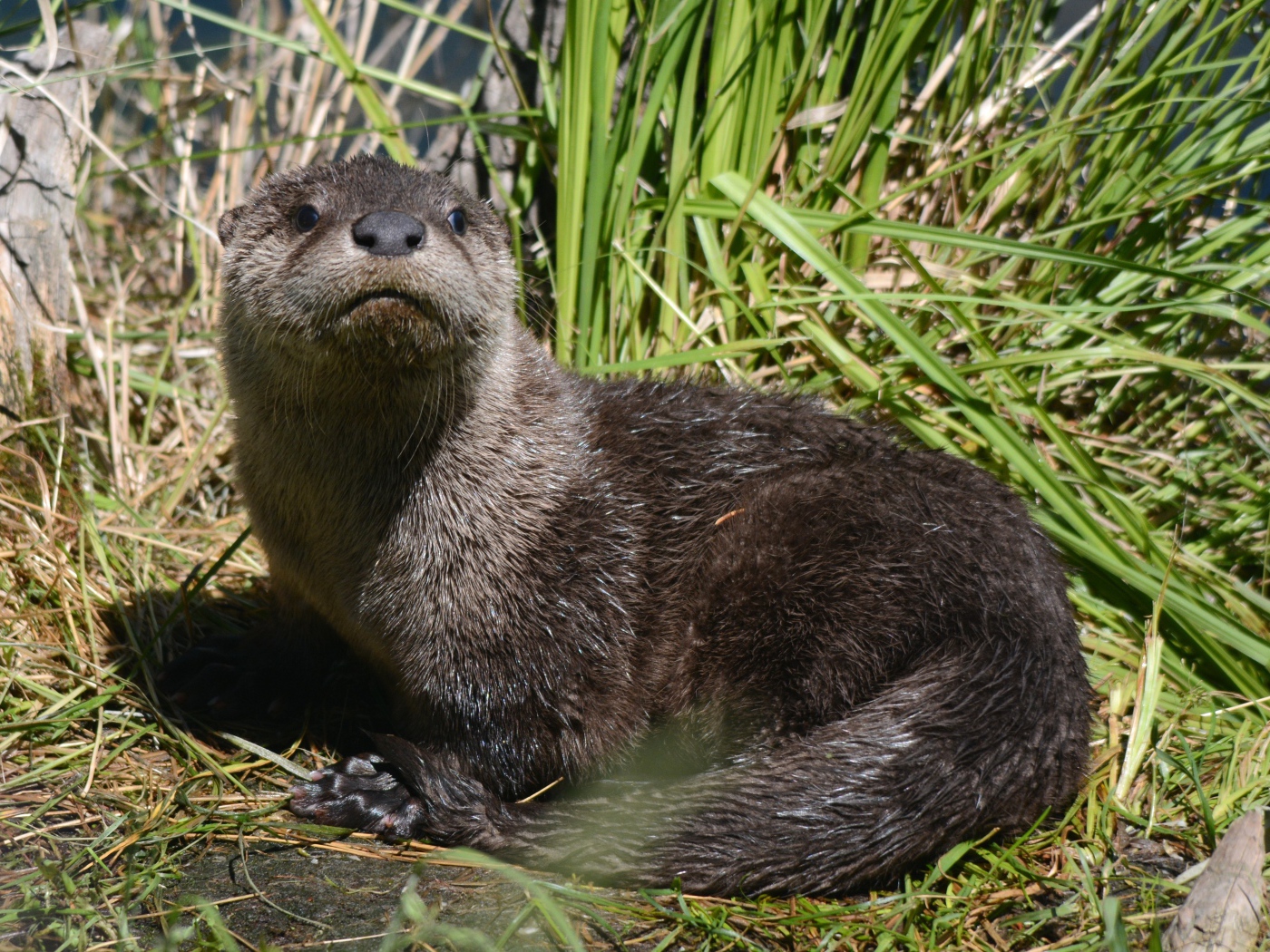Молодая выдра в камышах у воды