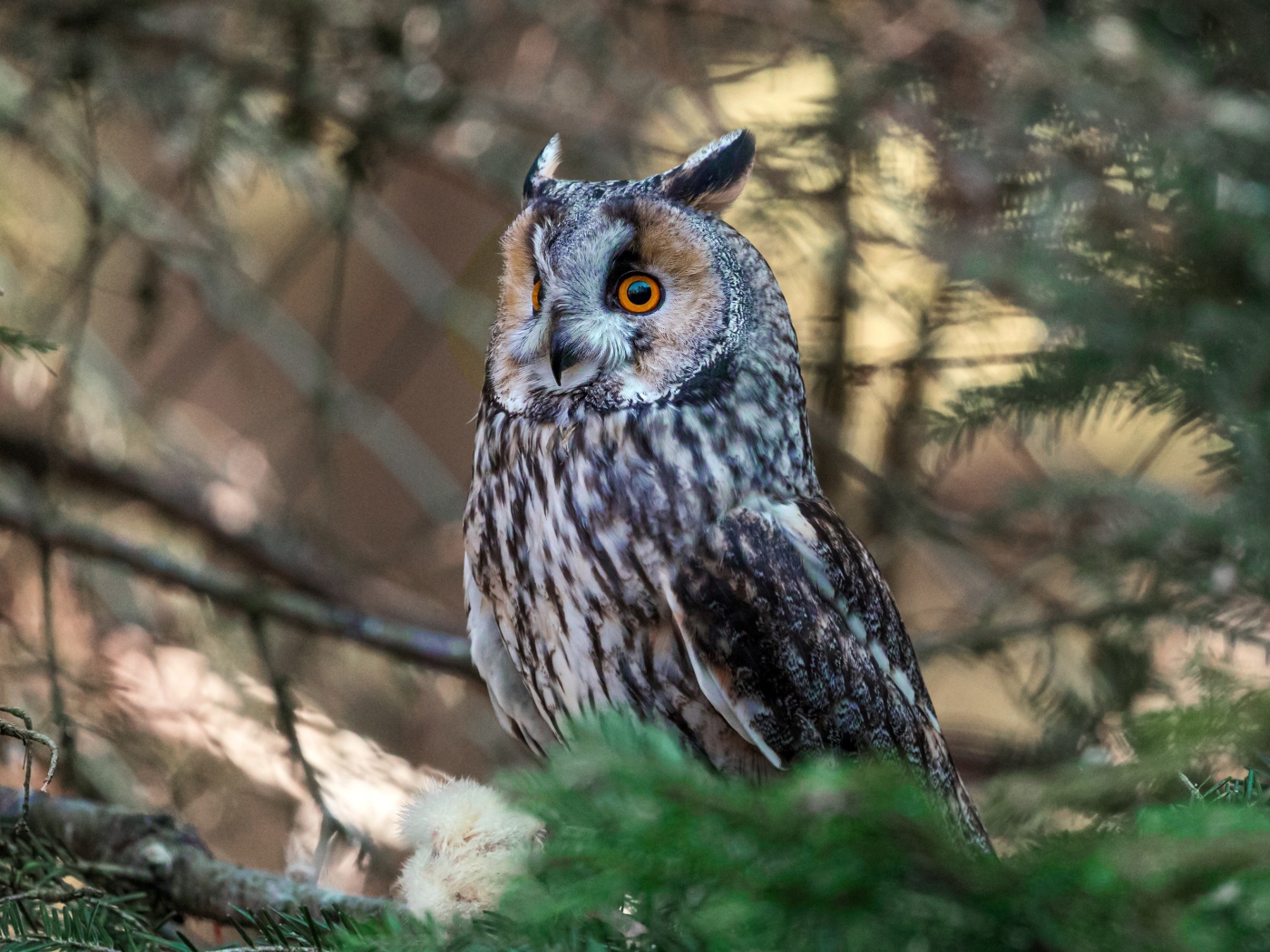 Большая ушастая сова сидит на ветке ели