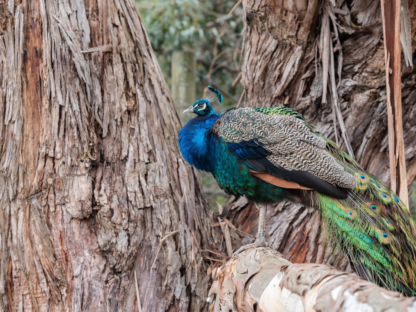 Большой фазан сидит на дереве