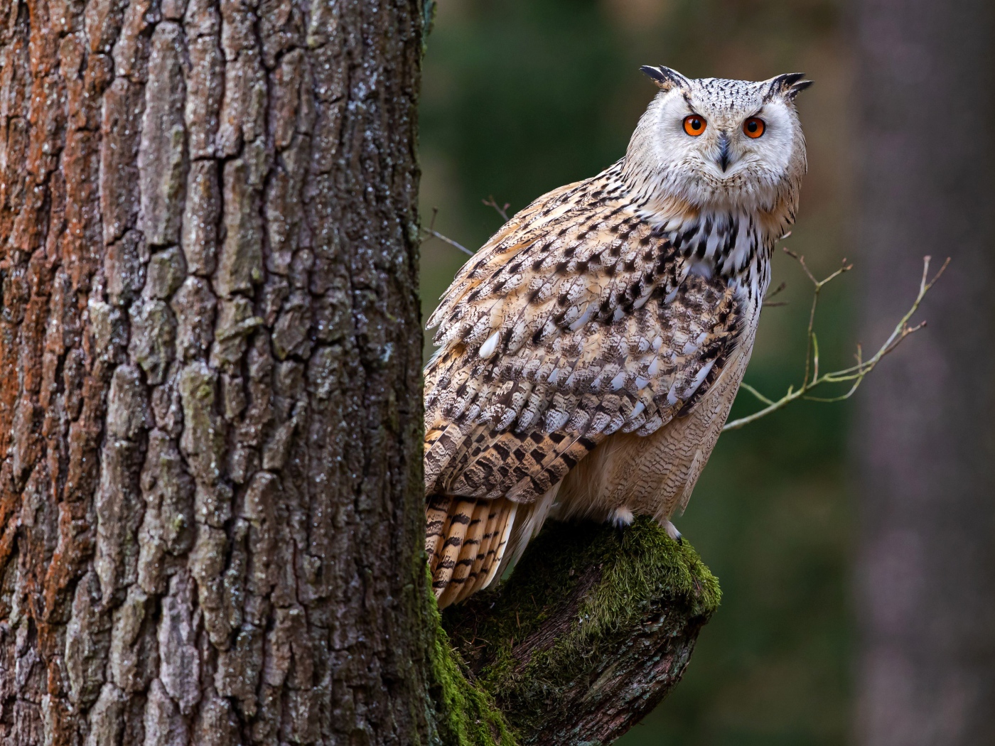 Большая сова сидит на покрытой мхом ветке