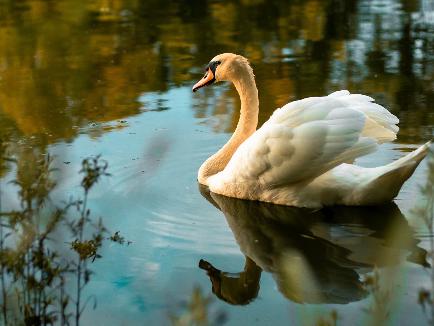 Красивый белый лебедь в холодной воде 