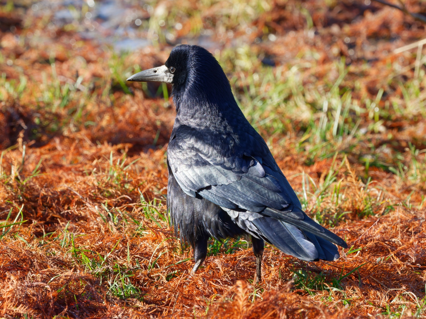 Большой черный ворон на траве 
