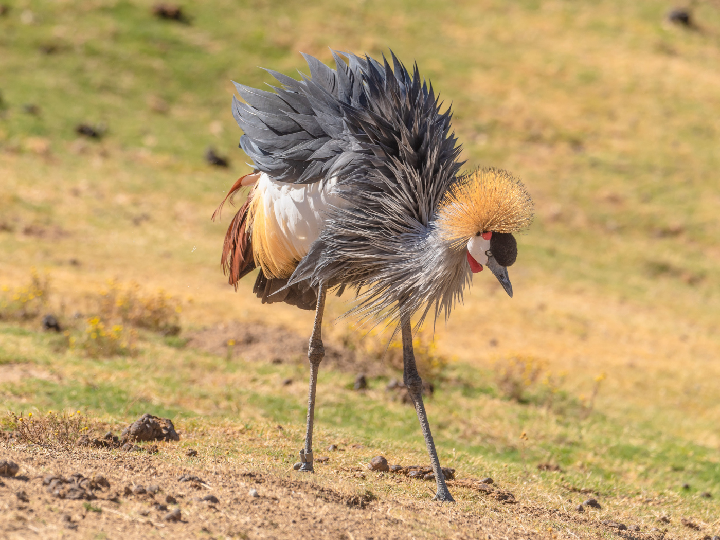 Большой серый журавль на земле 
