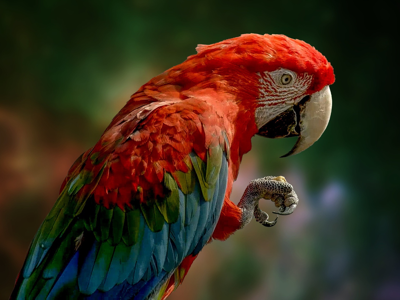 Big macaw with red head close up