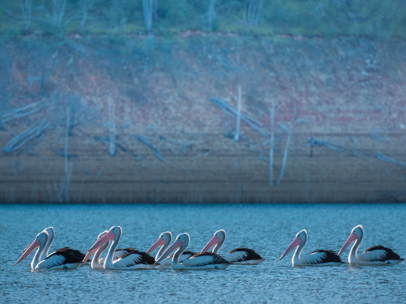 Большие пеликаны в воде 