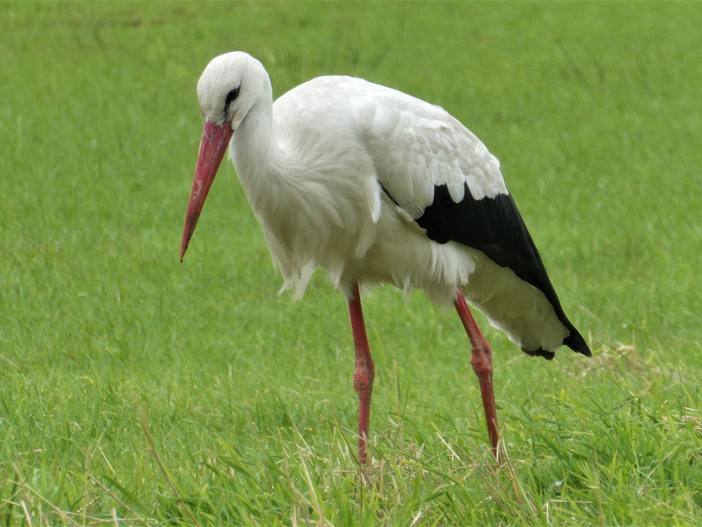 Большой белый аист гуляет по зеленой траве