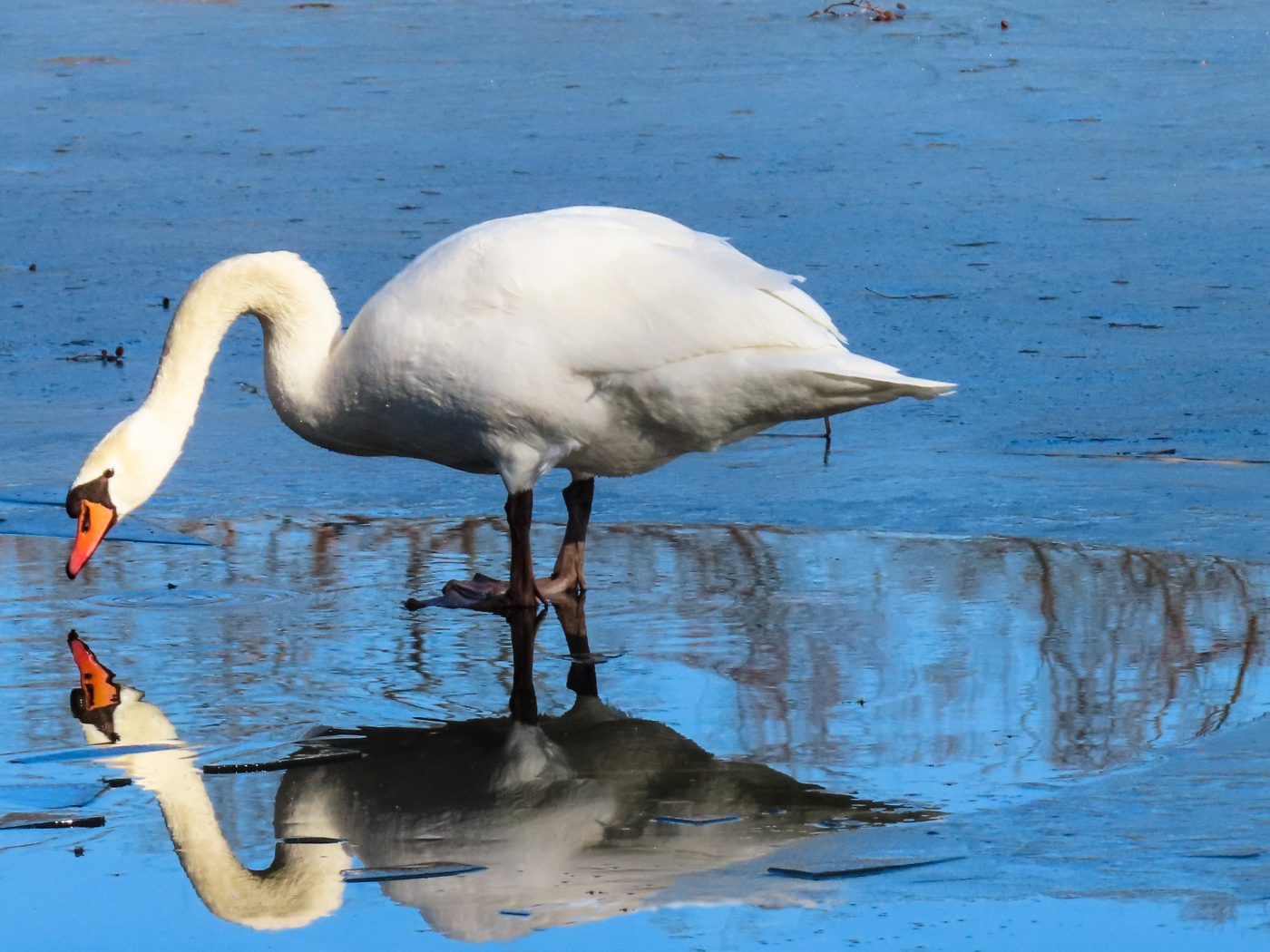 Большой белый лебедь в луже 