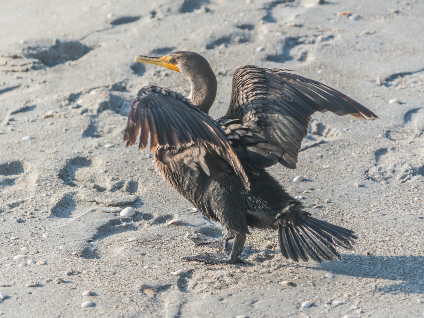 Черный баклан на мокром песке 