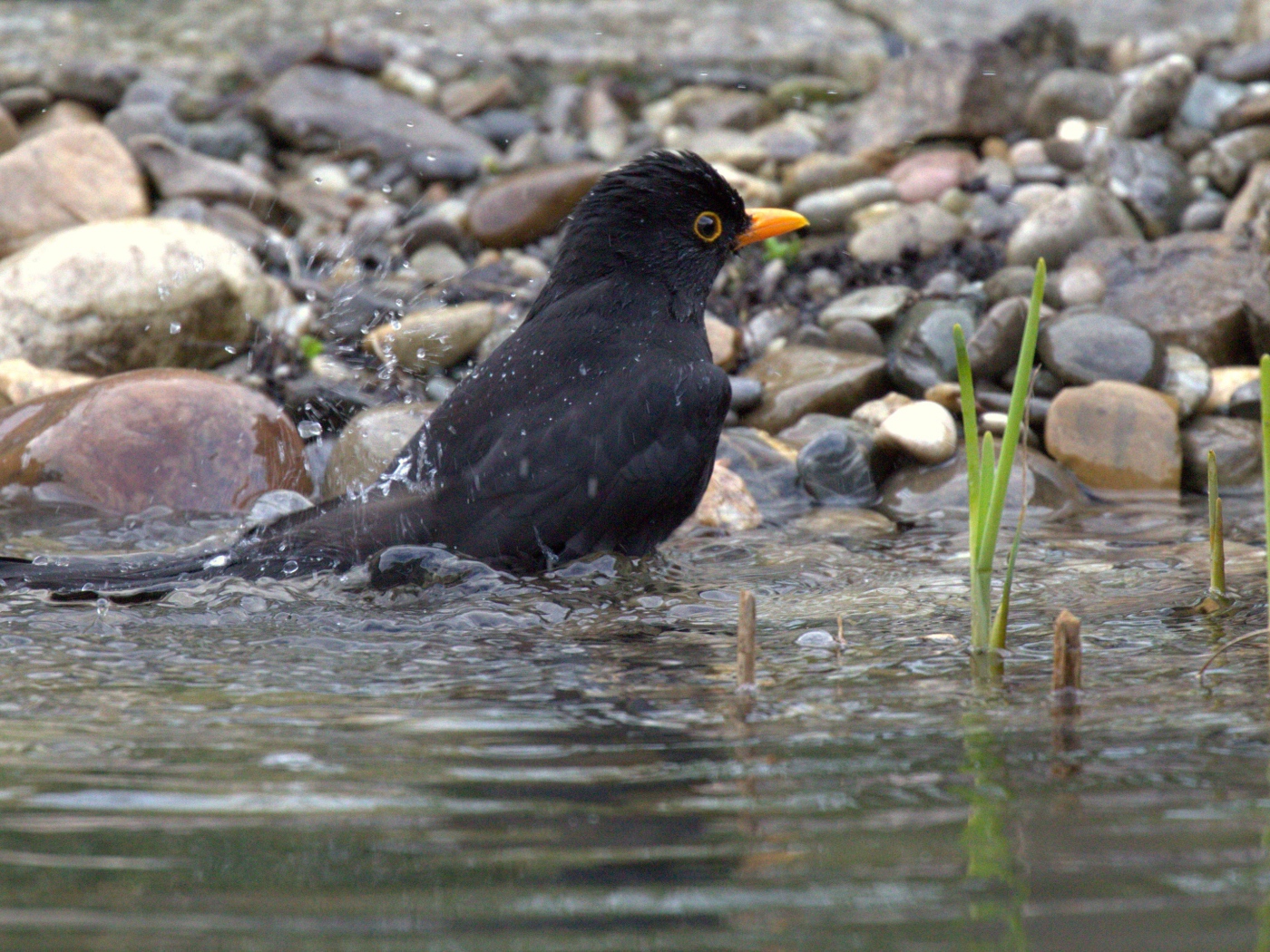 Черный дрозд купается в воде