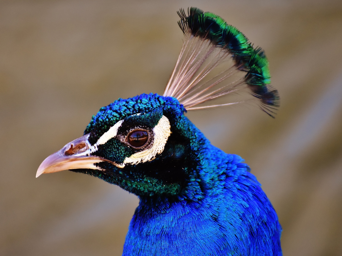 Голова голубого павлина крупным планом 
