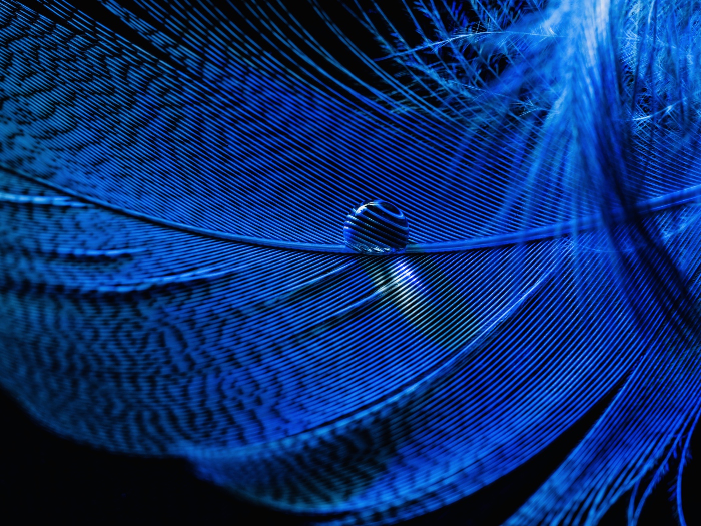 Капля росы на голубом перышке на черном фоне 