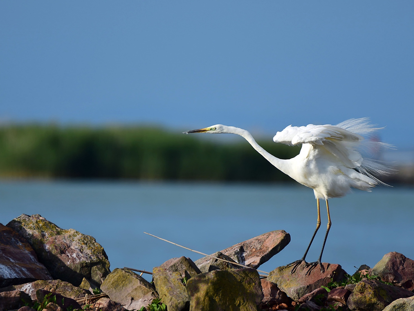 Белая цапля на камне готовится к взлету