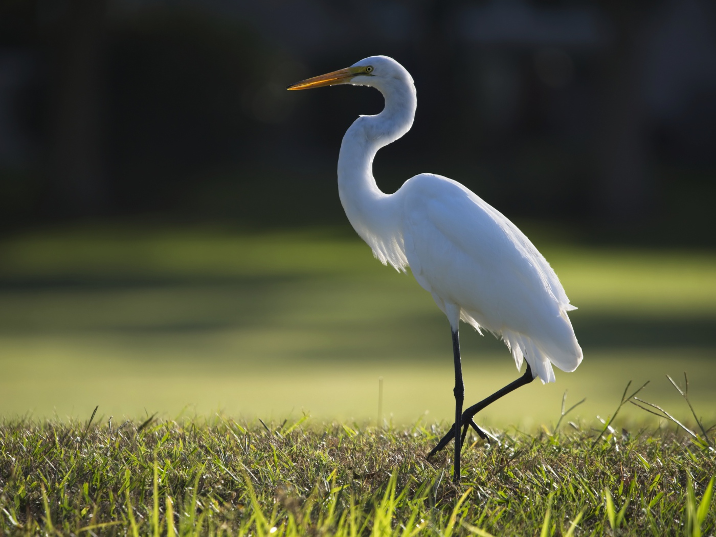 Белая цапля идет по зеленой траве