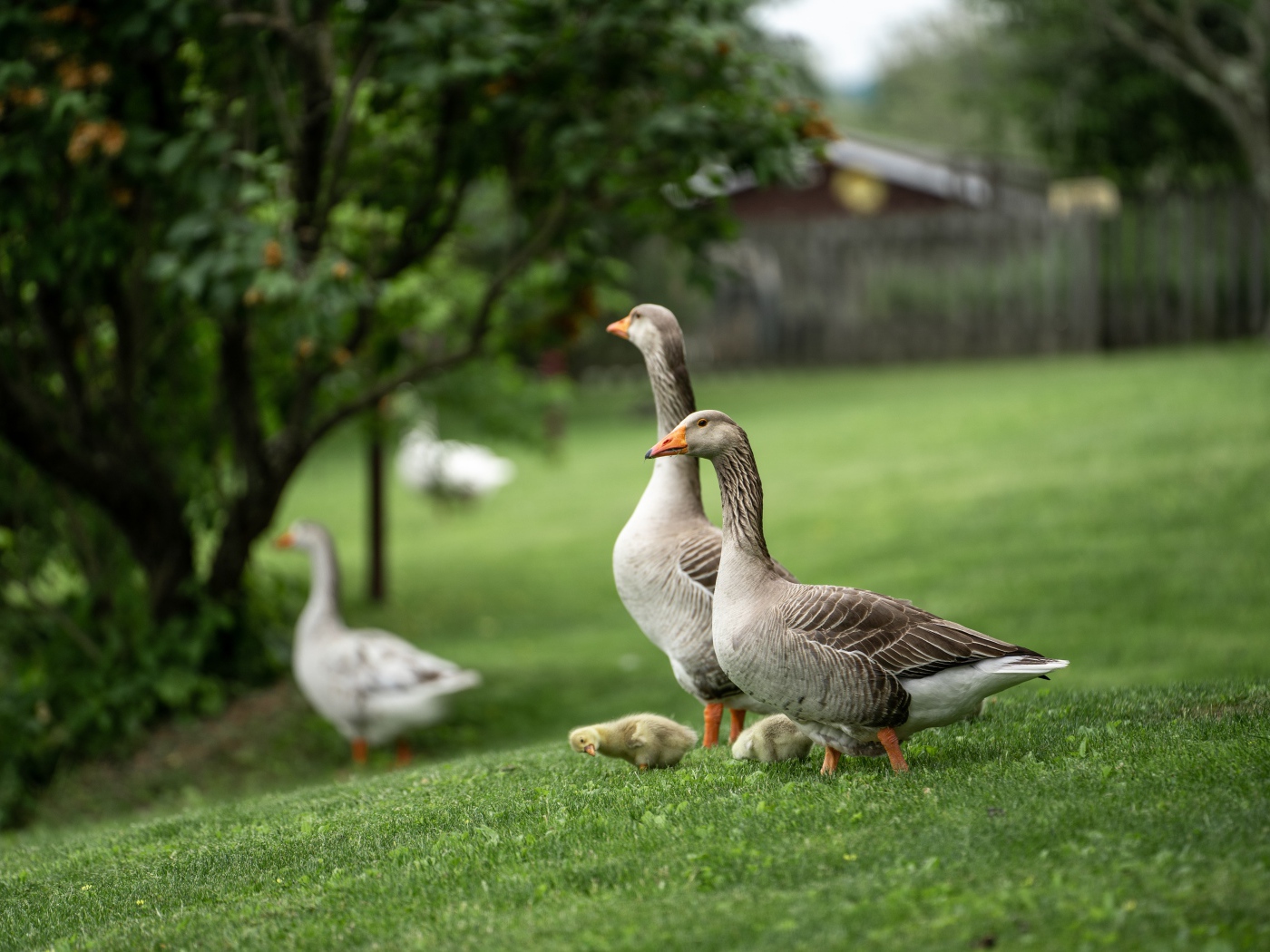 Серые домашние гуси на зеленой траве 