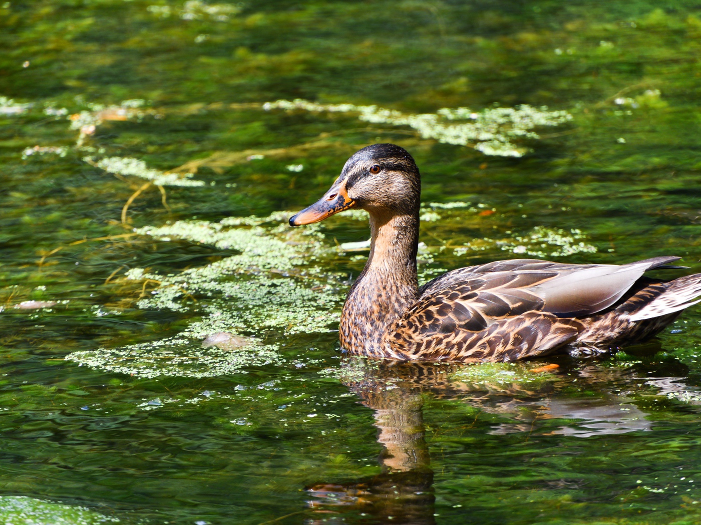 Серая утка плавает в озере 