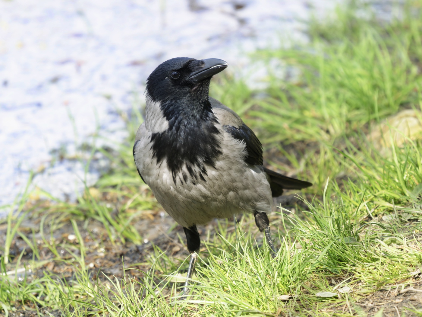 Большая серая ворона на зеленой траве