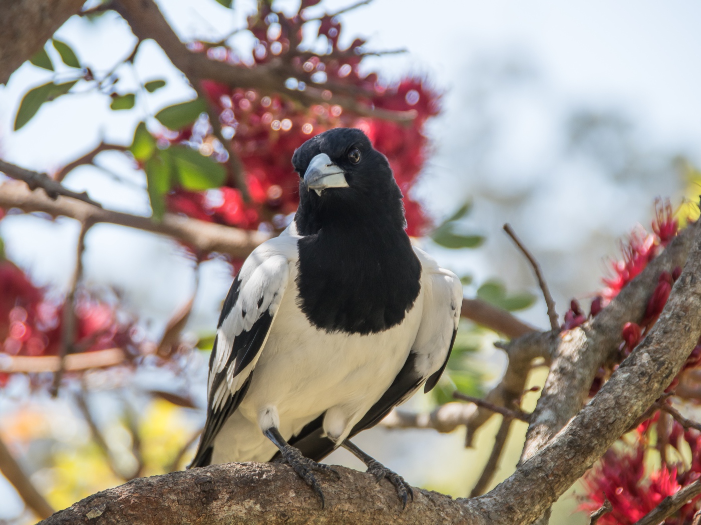 Большая черно-белая сорока сидит на ветке дерева 