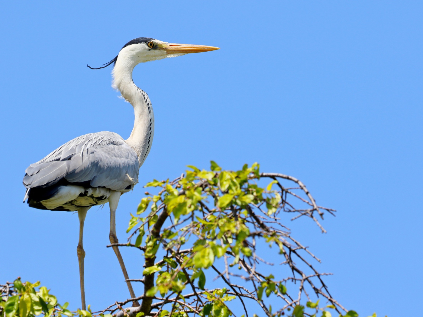Большая цапля стоит на дереве на фоне голубого неба 