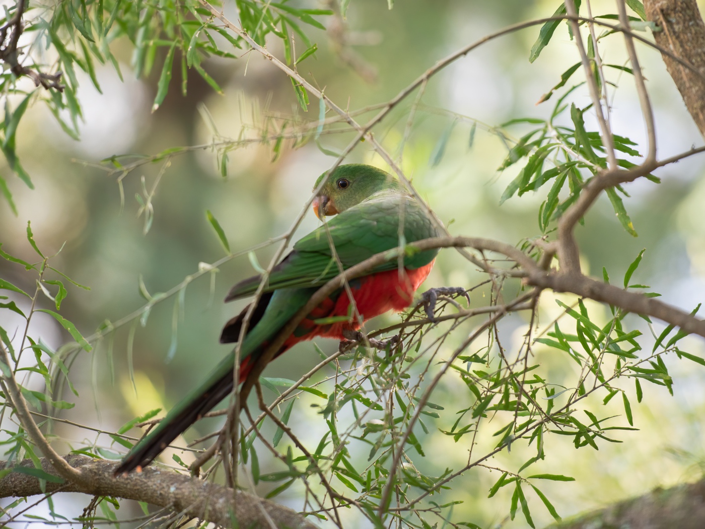 Зеленый попугай сидит на ветке дерева 