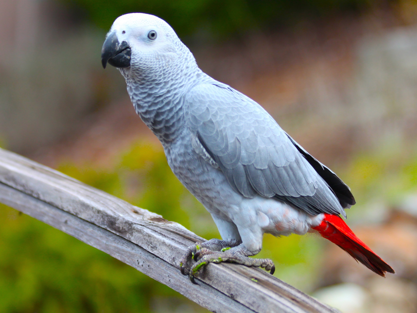 Большой серый попугай жако на ветке 