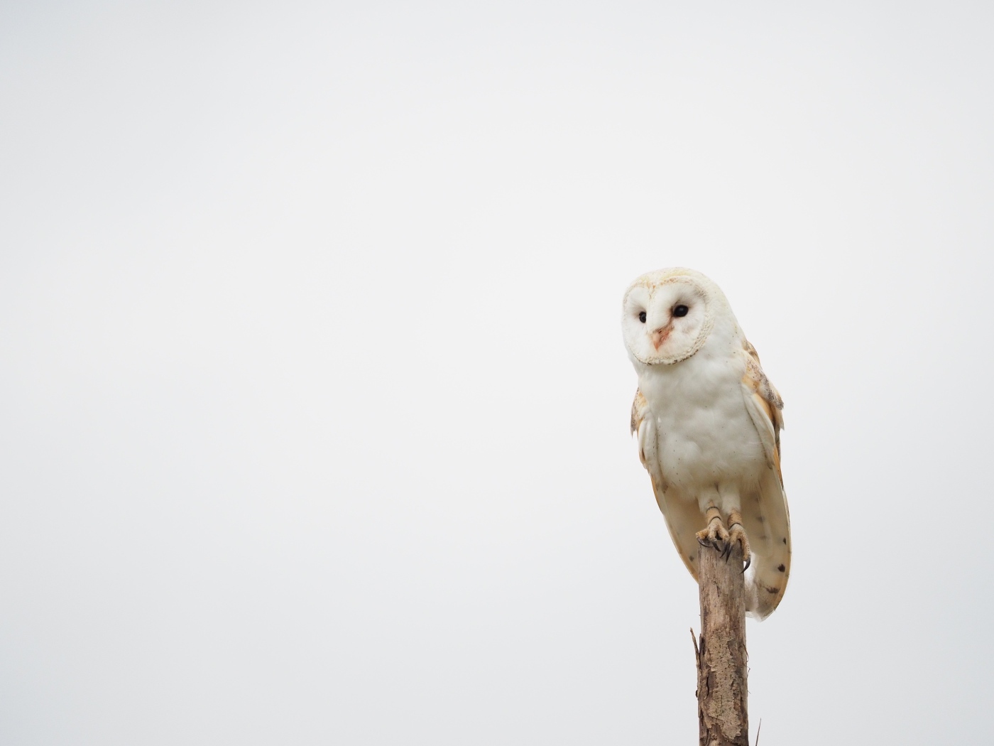 Large owl sits on a branch on a gray background