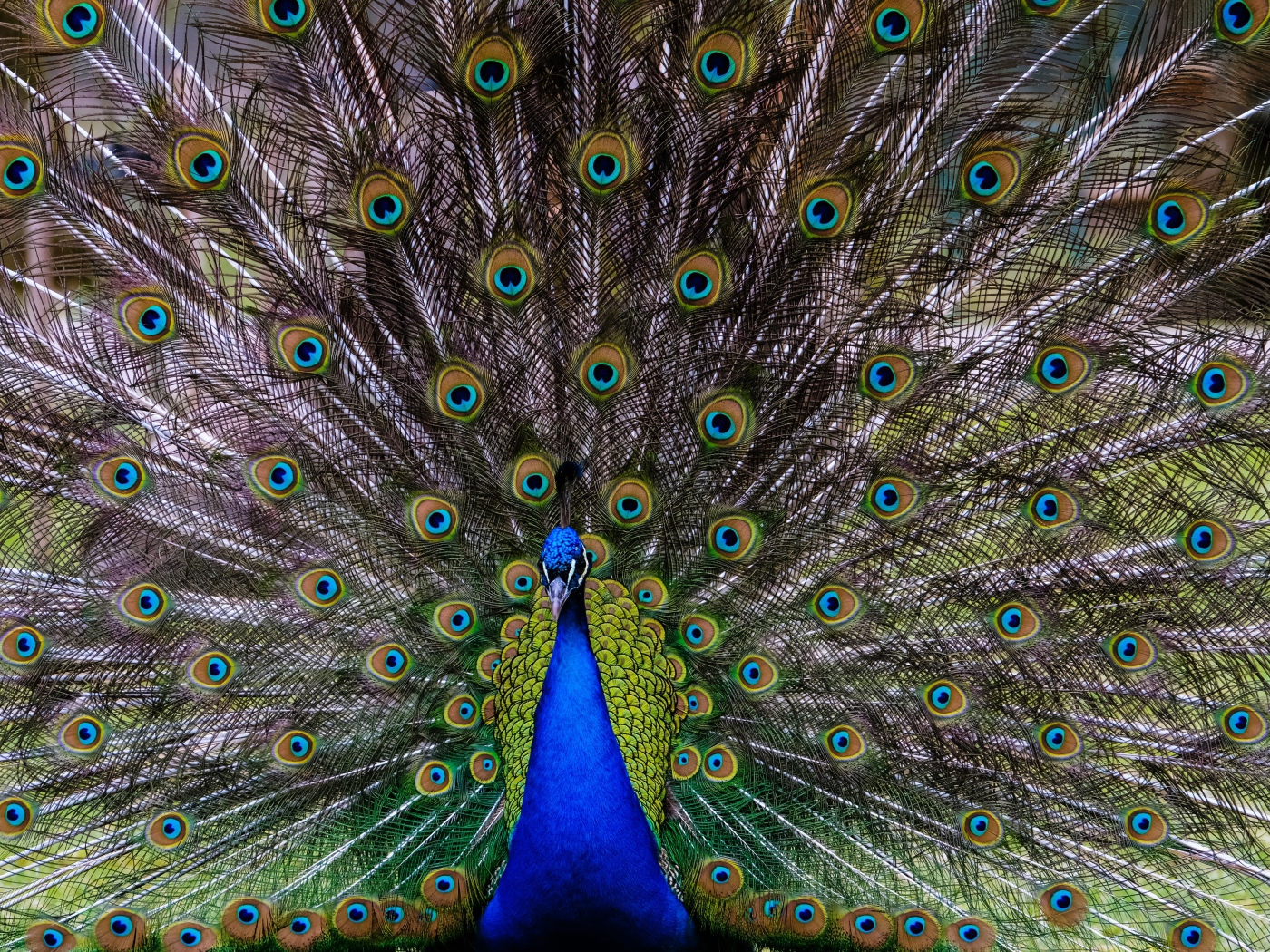 Большой павлин с красивым хвостом 