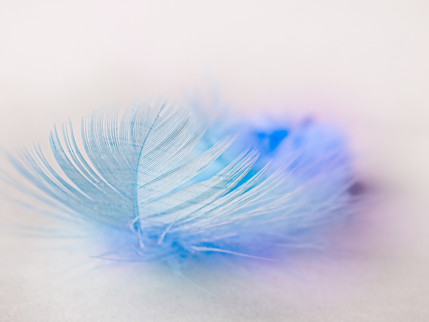 Легкое голубое перо на белом фоне