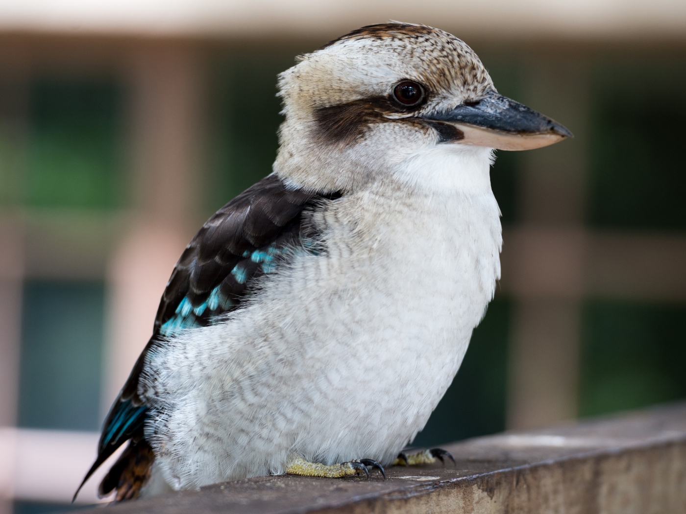 Маленькая птичка кукабара крупным планом 