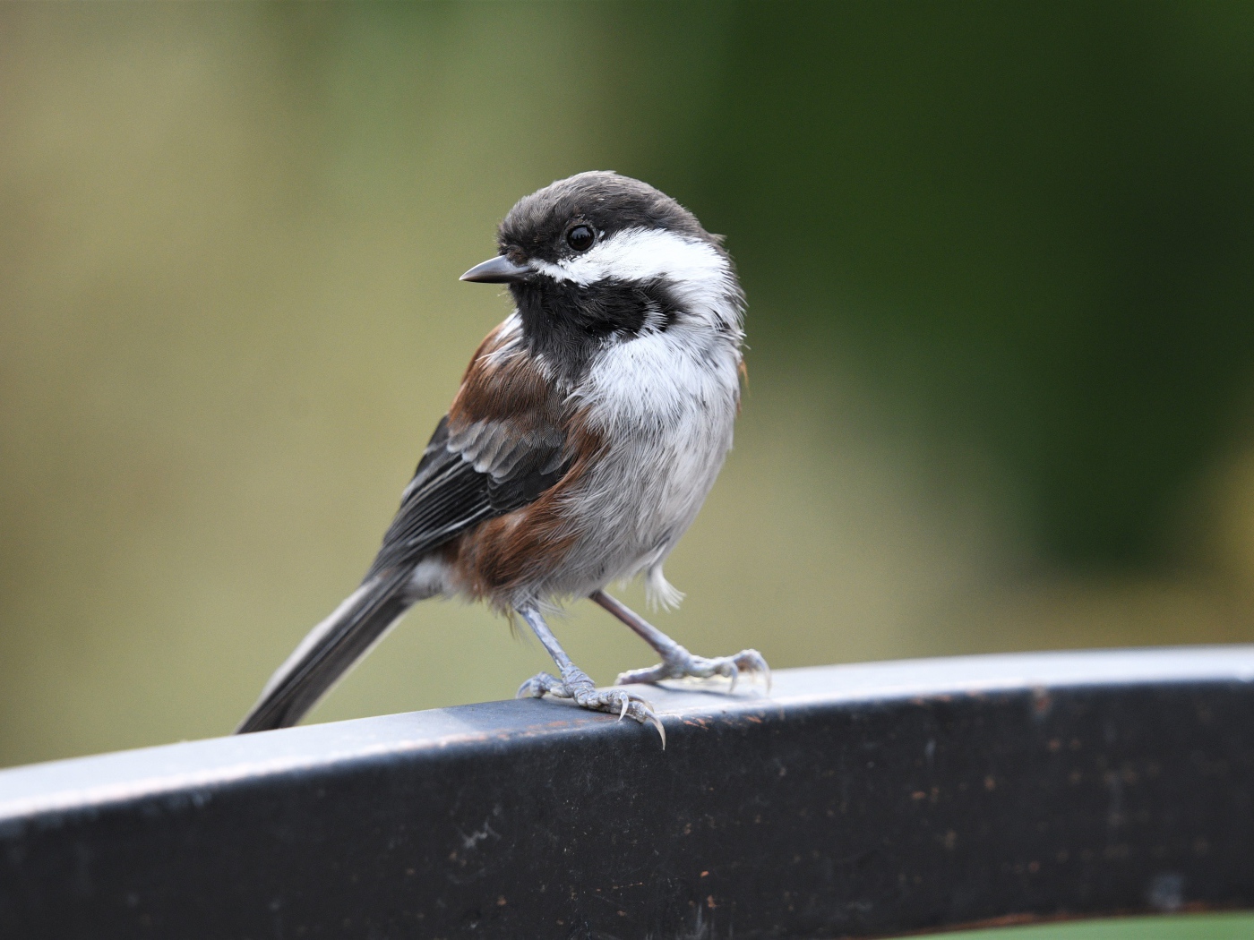 Маленький воробей сидит на перилах 