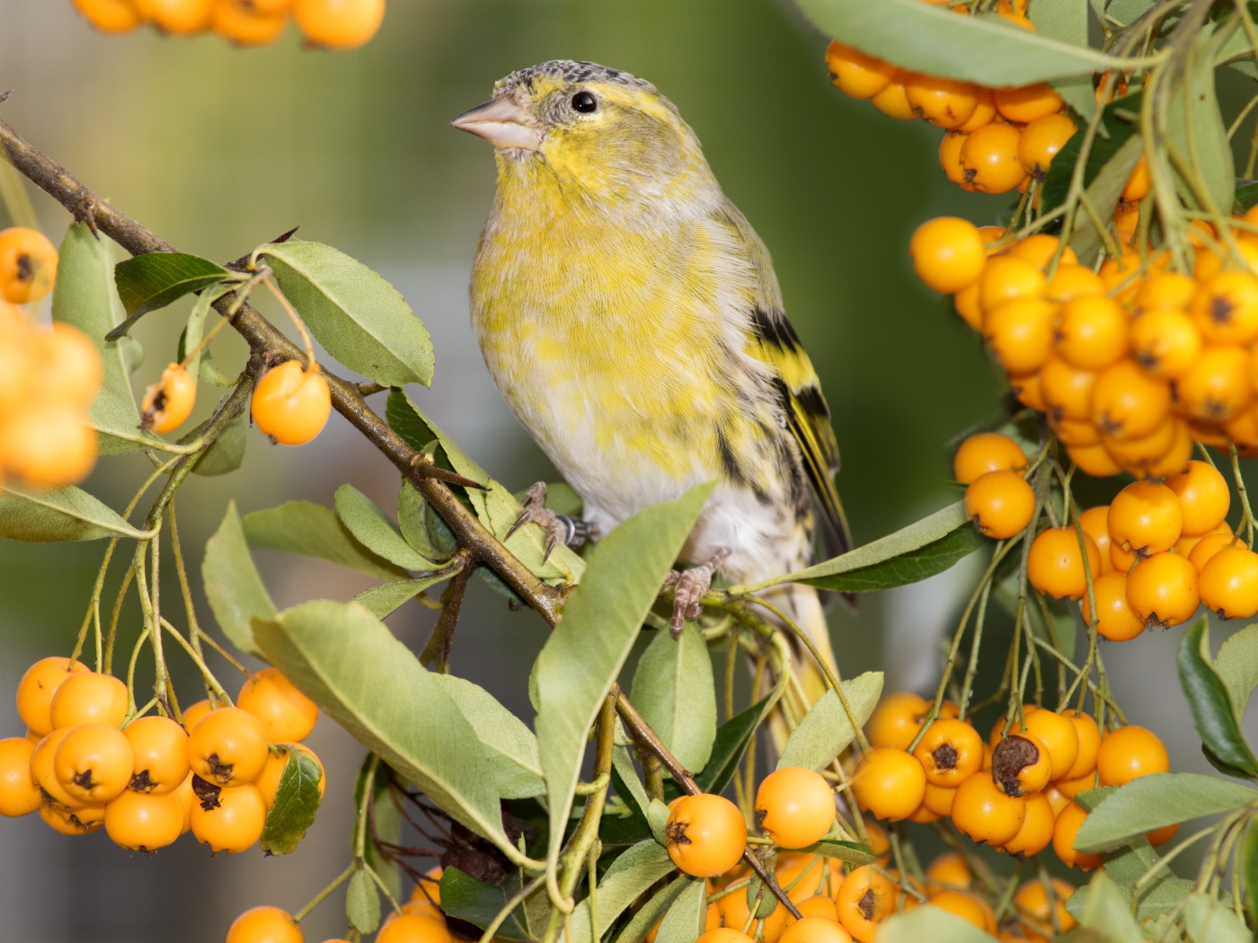 Маленькая птица ткачик сидит на ветке с оранжевыми ягодами