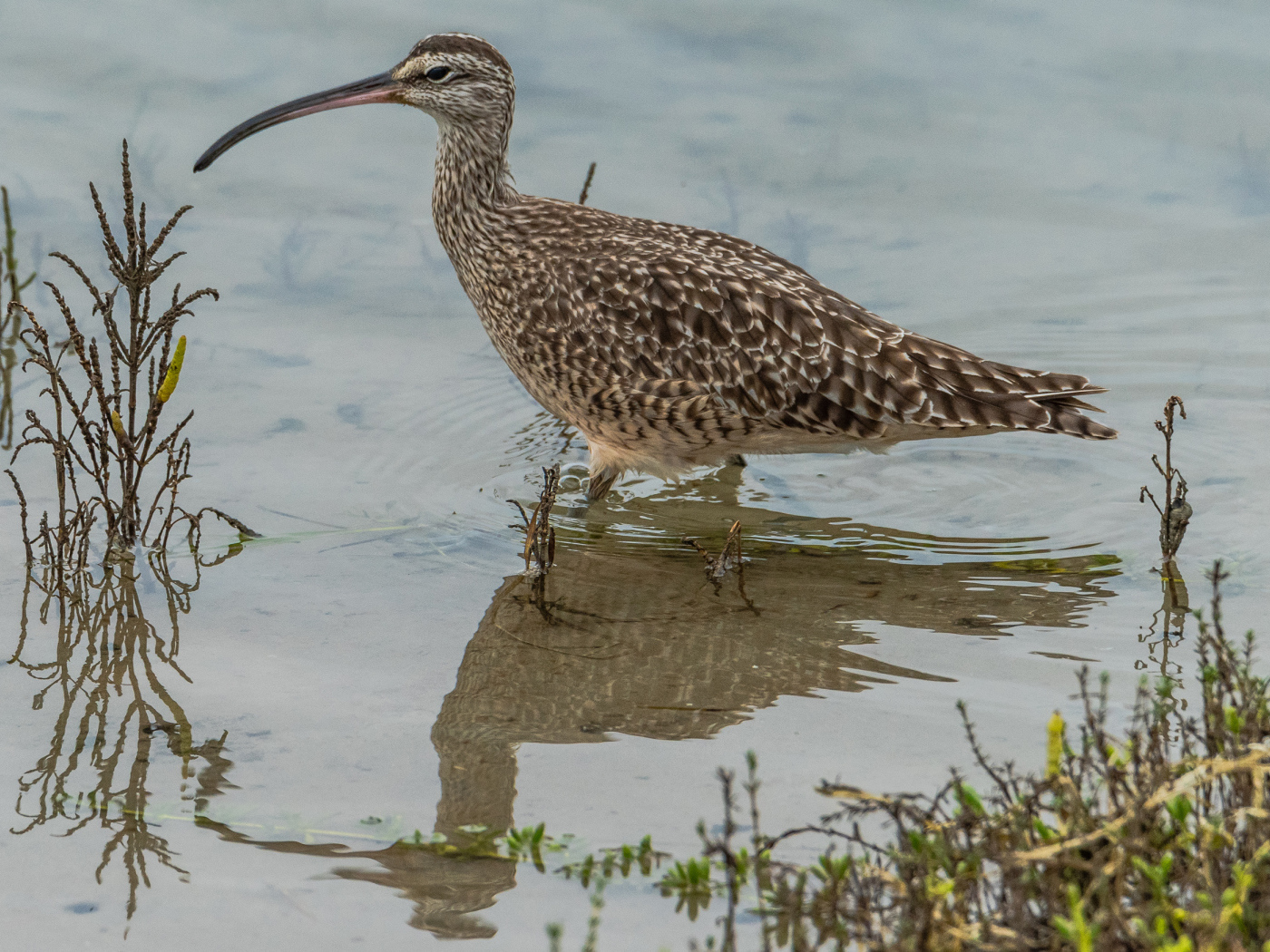Длинноклювый кроншнеп в воде ловит рыбу
