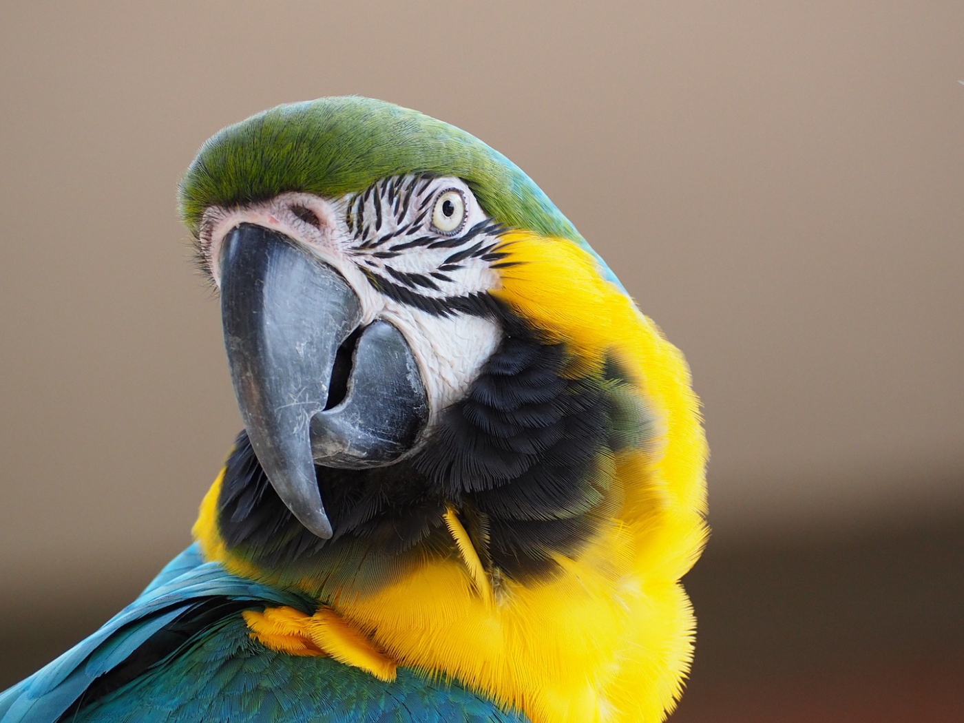 Голова попугая ара с острым клювом