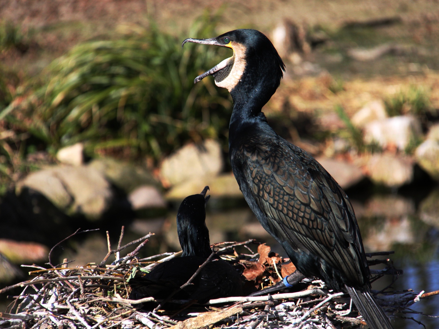 Горный баклан сидит на гнезде у пруда 