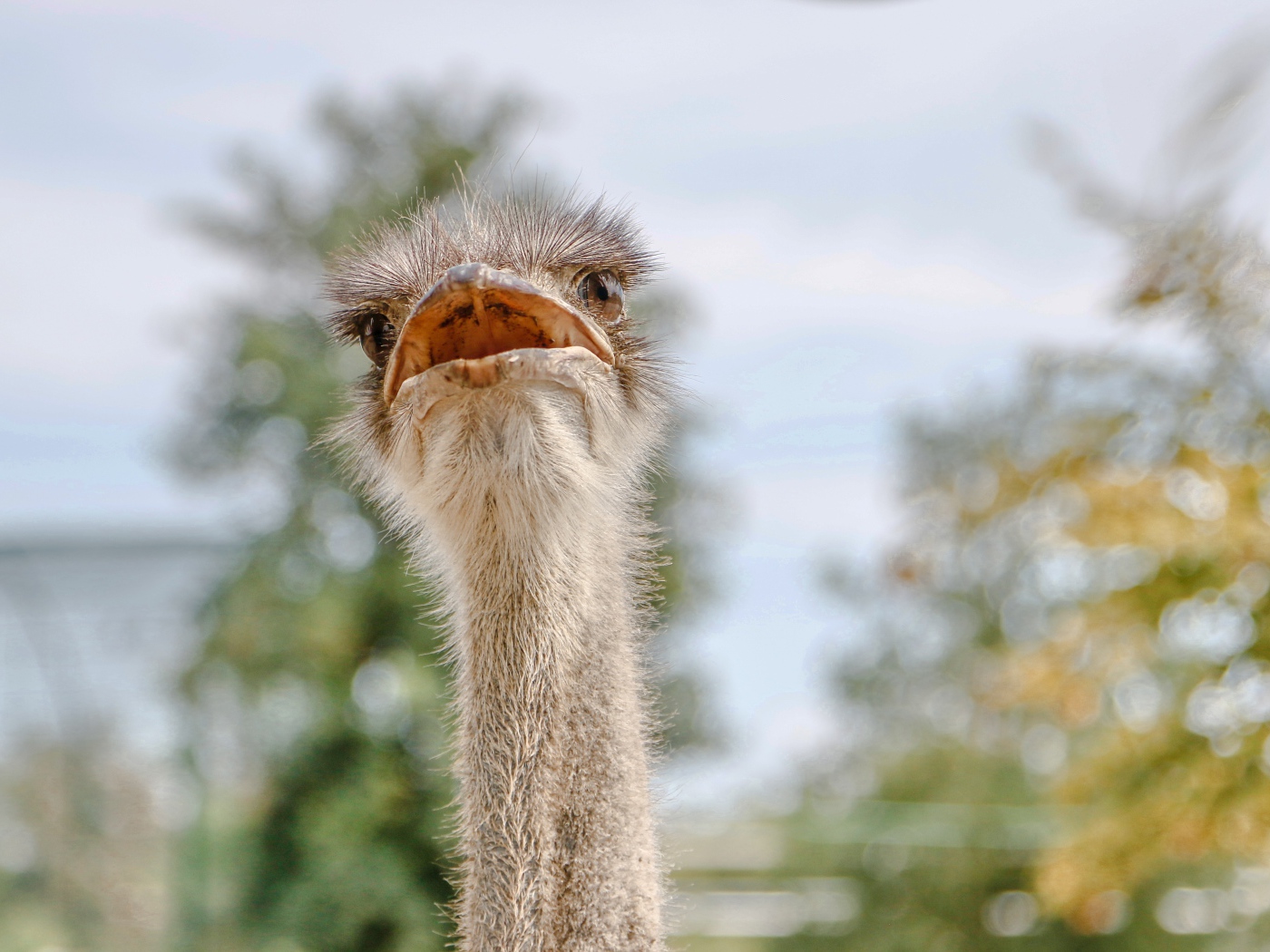 Голова страуса с открытым клювом 