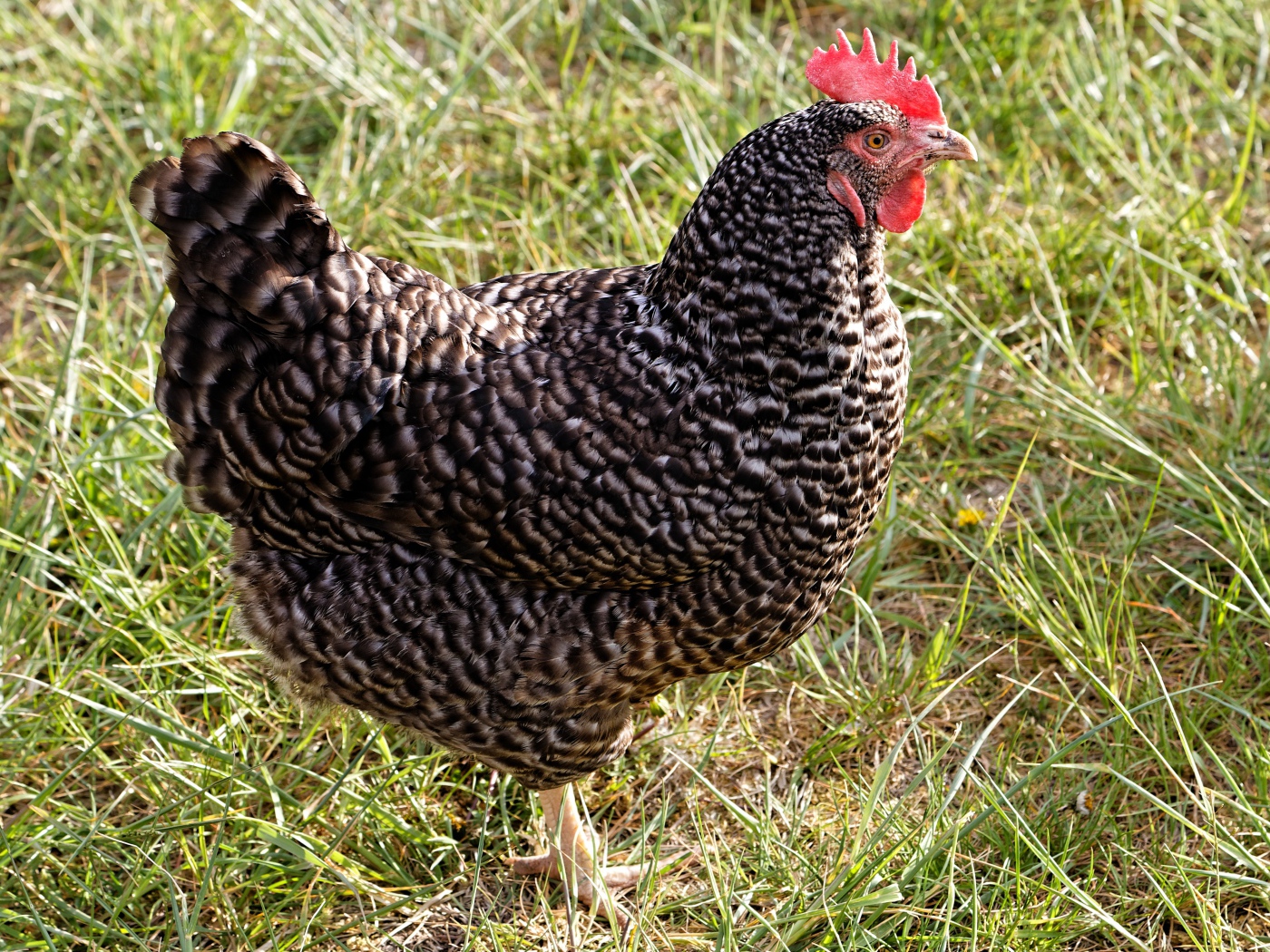 Рябая домашняя курица на зеленой траве