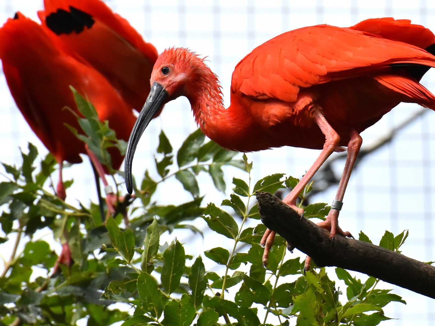 Красная птица ибис  сидит на ветке дерева 