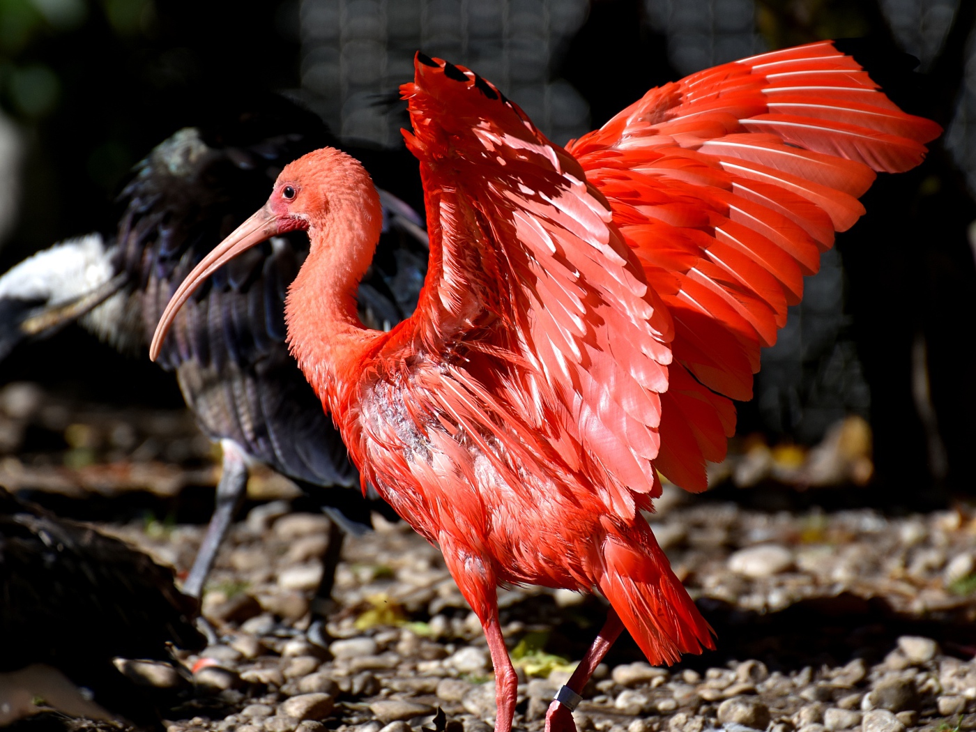 Красный ибис расправил крылья