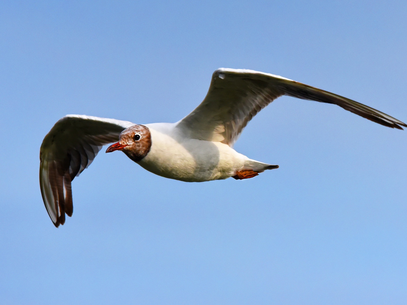 Чайка с длинными крыльями летит в небе