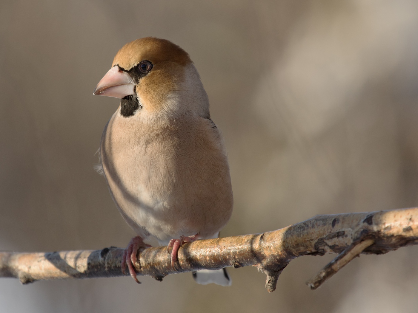 Маленькая птица дубонос сидит на ветке дерева